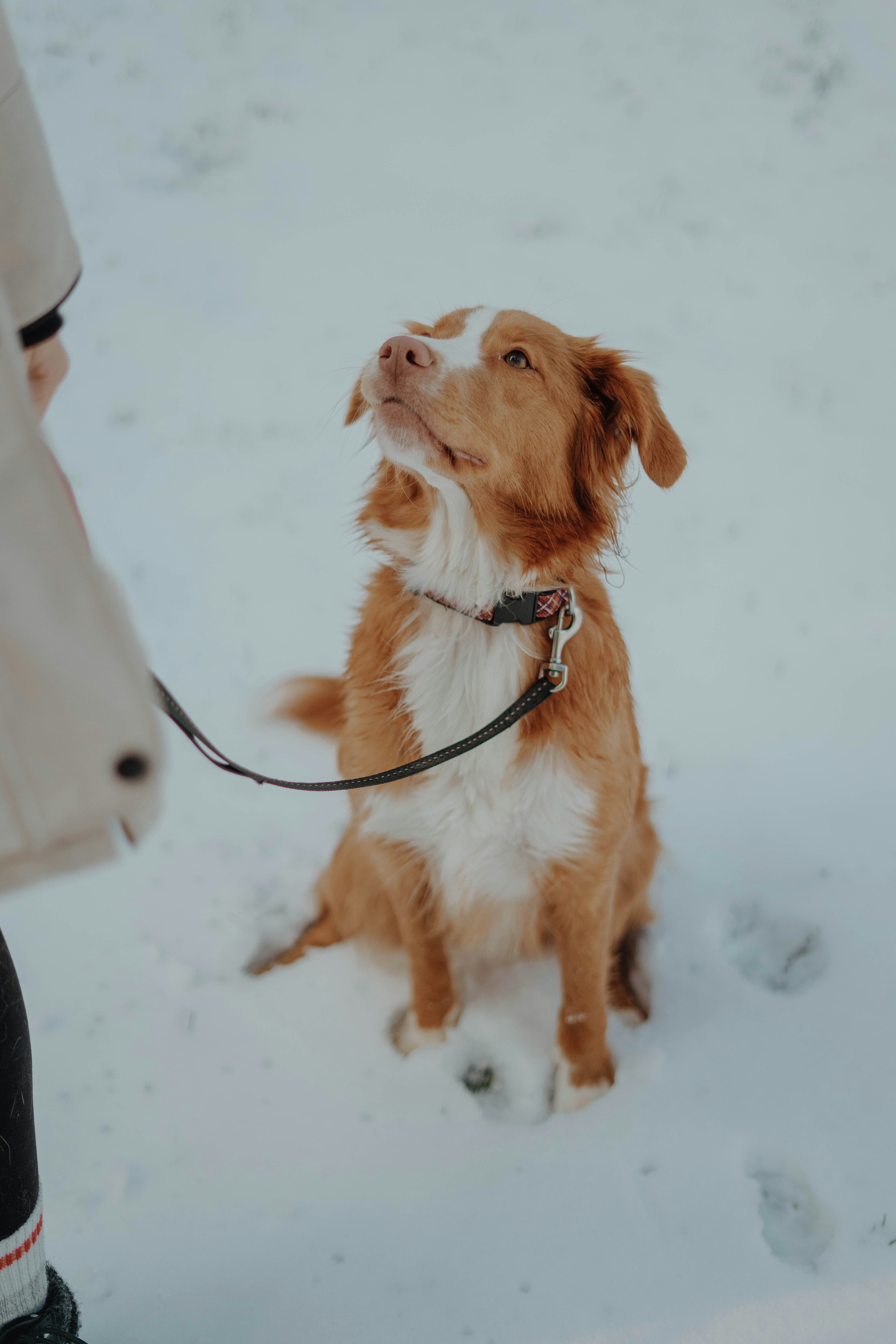 brown and white long coat medium dog on snow covered ground during daytime